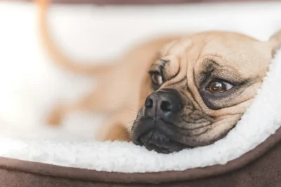 Fotografía ilustrativa de un perro