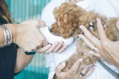 Fotografía ilustrativa de un perro