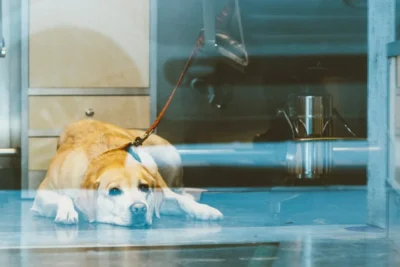 Fotografía ilustrativa de un perro