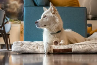 Fotografía ilustrativa de un perro