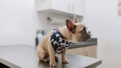 Fotografía ilustrativa de un perro