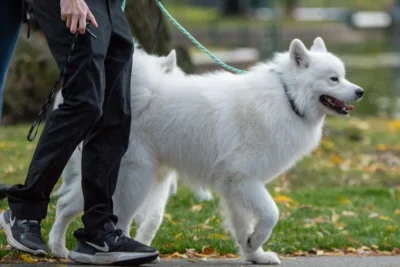 Fotografía ilustrativa de un perro