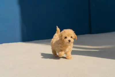 Fotografía ilustrativa de un perro
