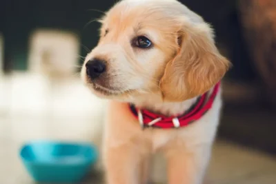 Fotografía ilustrativa de un perro