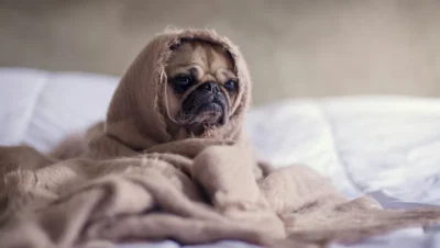 Fotografía ilustrativa de Pug