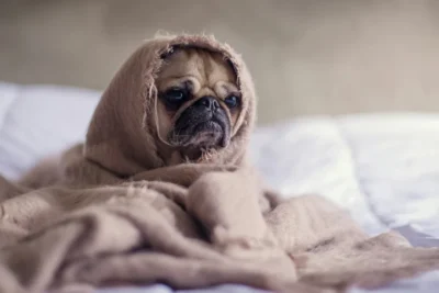 Fotografía ilustrativa de Pug