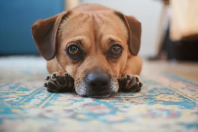 Fotografía ilustrativa de un perro