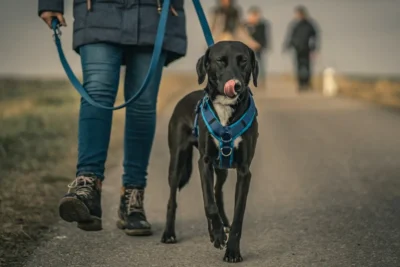 Fotografía ilustrativa de un perro