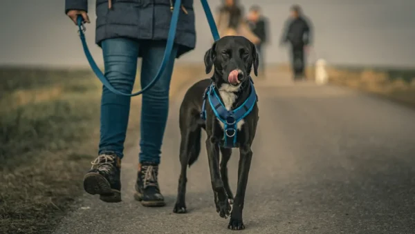 Fotografía ilustrativa de un perro