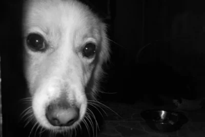 Fotografía ilustrativa de un perro