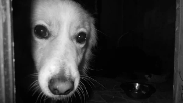 Fotografía ilustrativa de un perro