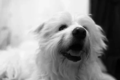 Fotografía ilustrativa de un perro