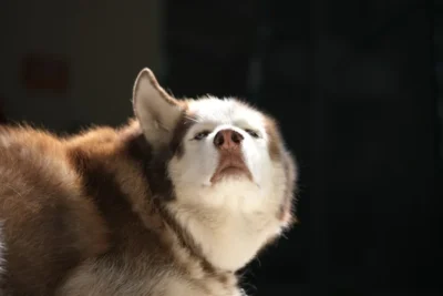 Fotografía ilustrativa de un perro