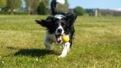 Fotografía ilustrativa de un perro