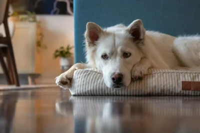 Fotografía ilustrativa de un perro