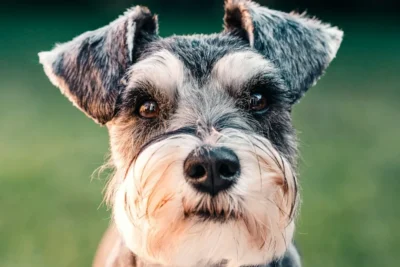 Fotografía ilustrativa de Schnauzer